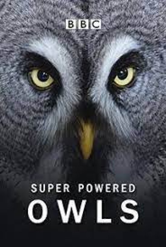 Постер Super Powered Owls